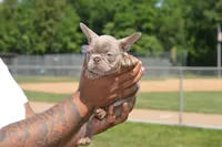 Honey bun, a female French Bulldog for sale in Woodbridge, VA – 4 of 9