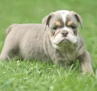 Lanister, a male English Bulldog for sale in Woodbridge, VA – 5 of 7