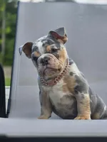 Bubbles , a female English Bulldog for sale in Woodbridge, VA – 3 of 4