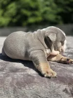 Sydney , a female English Bulldog for sale in Woodbridge, VA – 5 of 7