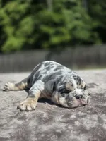 Wemby, a male English Bulldog for sale in Woodbridge, VA – 8 of 8