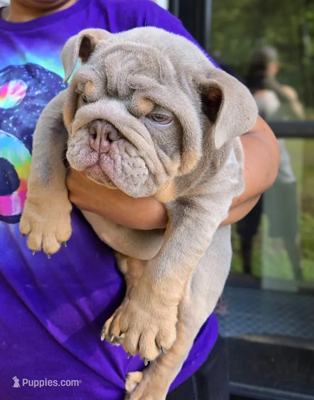 Juice – English Bulldog puppy for sale in Woodbridge, VA