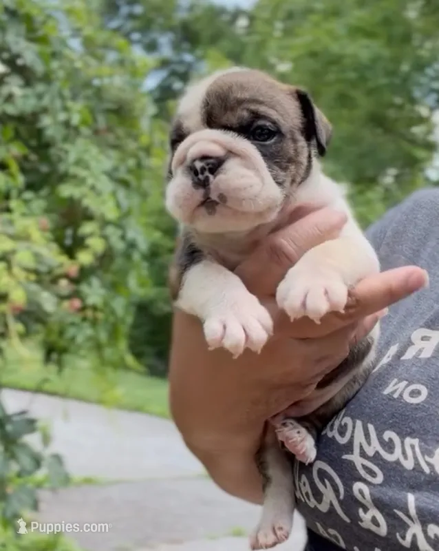 Rumble, a male English Bulldog for sale in Woodbridge, VA – 1 of 3