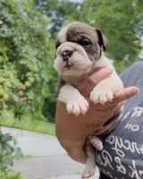 Rumble, a male English Bulldog for sale in Woodbridge, VA – 1 of 3