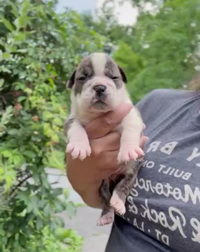 Java, a female English Bulldog for sale in Woodbridge, VA – 3 of 3