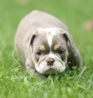 Lanister, a male English Bulldog for sale in Woodbridge, VA – 3 of 7