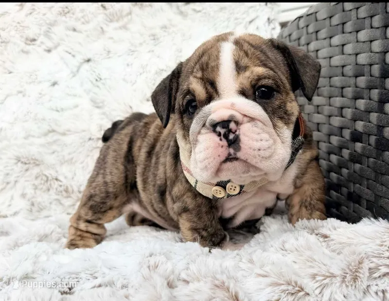 Cersei – English Bulldog puppy for sale in Woodbridge, VA