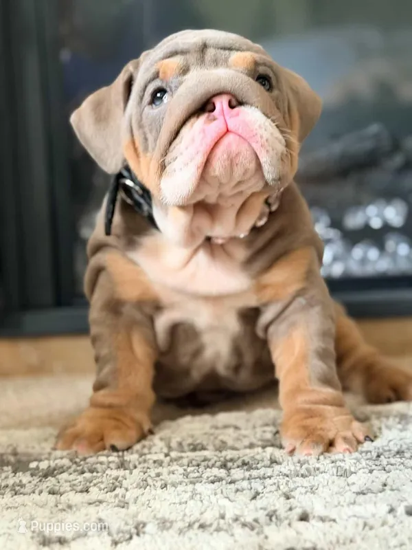 Viola – English Bulldog puppy for sale in Woodbridge, VA