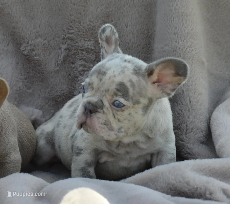 Royal – French Bulldog puppy for sale in Woodbridge, VA