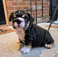 BamBam , a male English Bulldog for sale in Woodbridge, VA – 3 of 3