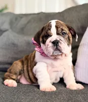 Java, a female English Bulldog for sale in Woodbridge, VA – 1 of 5