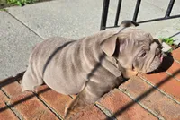 Juice, a male English Bulldog for sale in Woodbridge, VA – 2 of 6