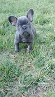 Bill, a male French Bulldog for sale in Woodbridge, VA – 5 of 6