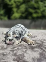 Wemby, a male English Bulldog for sale in Woodbridge, VA – 5 of 8