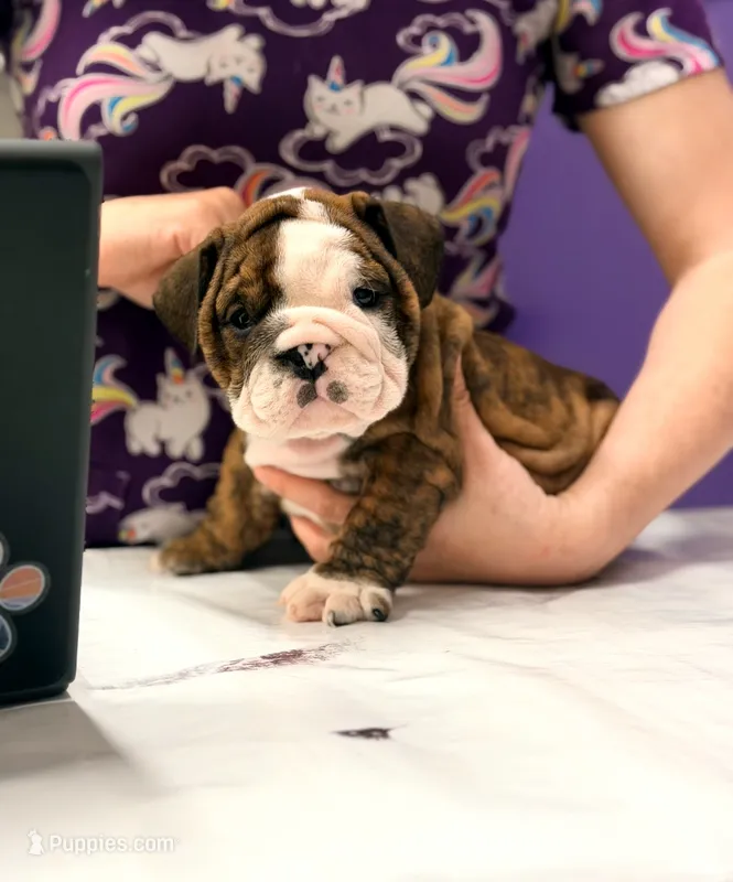 Moochi – English Bulldog puppy for sale in Woodbridge, VA