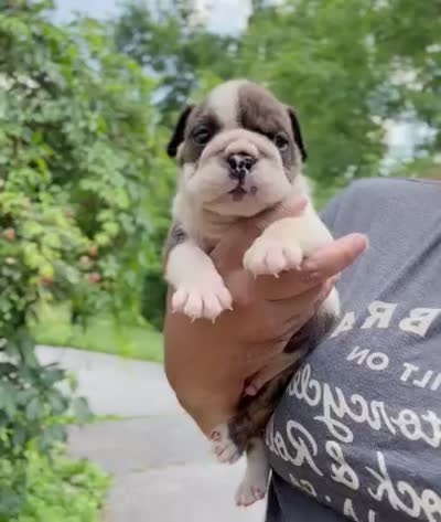 Rumble, a male English Bulldog for sale in Woodbridge, VA – 3 of 3