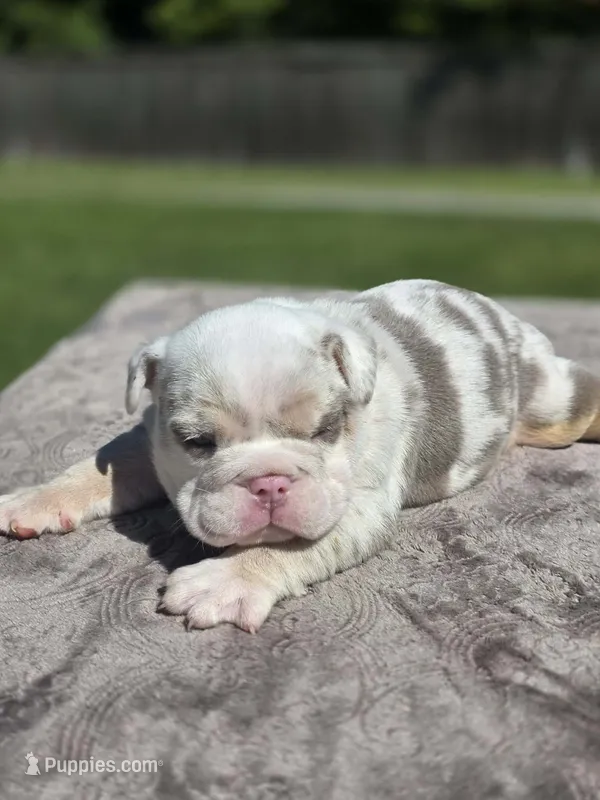 Kobe – English Bulldog puppy for sale in Woodbridge, VA