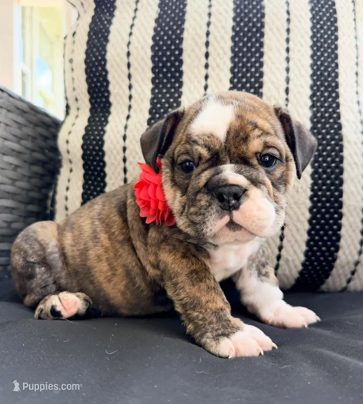 Nova – English Bulldog puppy for sale in Woodbridge, VA