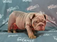 Juice, a male English Bulldog for sale in Woodbridge, VA – 5 of 6