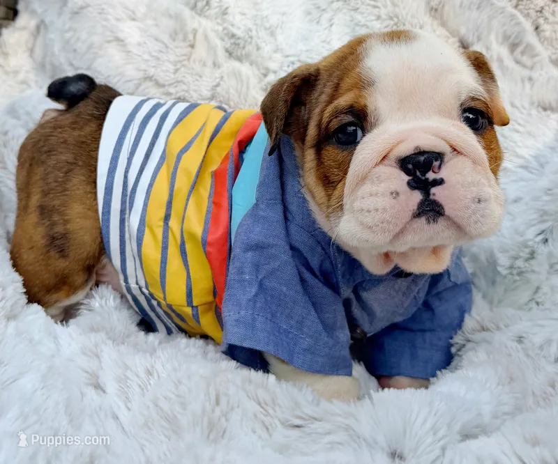 Samwell Tarly  – English Bulldog puppy for sale in Woodbridge, VA