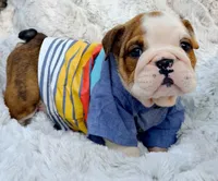 Samwell Tarly , a male English Bulldog for sale in Woodbridge, VA – 1 of 2