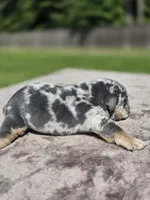 Wemby, a male English Bulldog for sale in Woodbridge, VA – 6 of 8