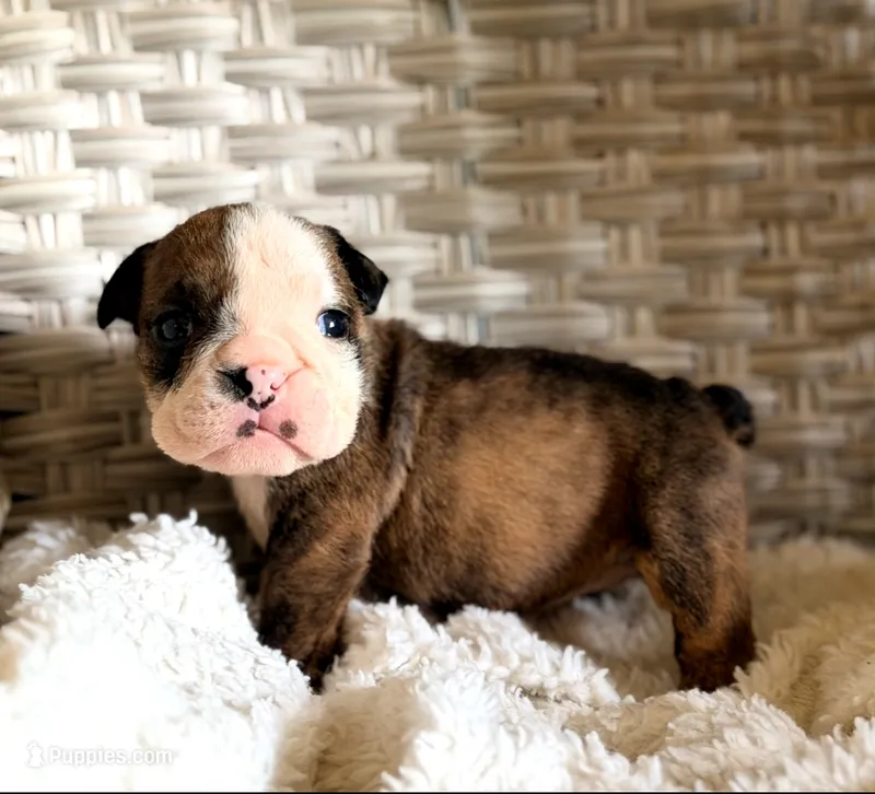 Moochi – English Bulldog puppy for sale in Woodbridge, VA