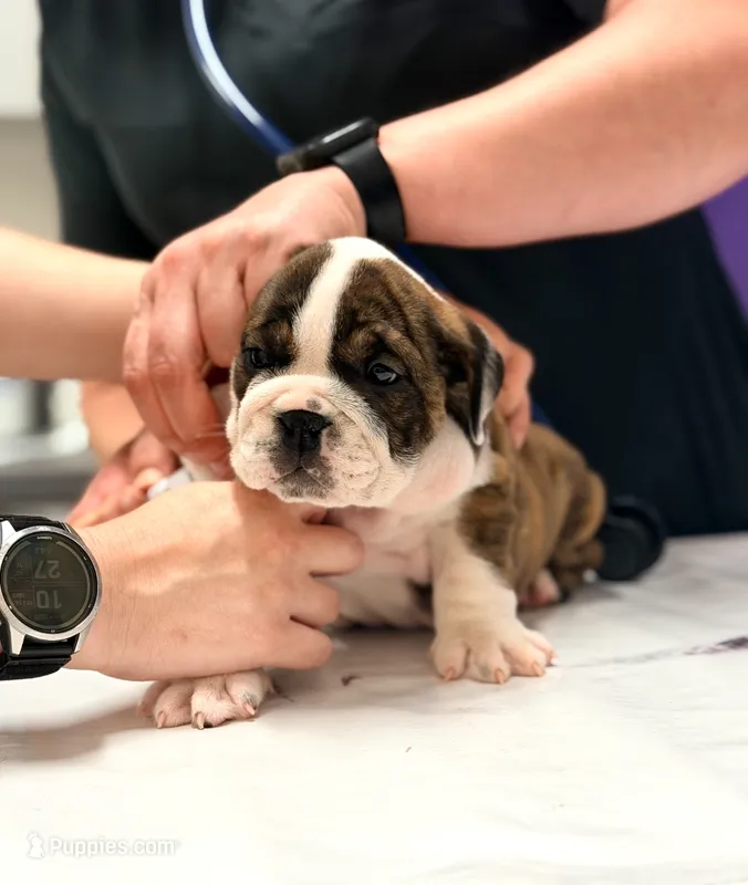 Java – English Bulldog puppy for sale in Woodbridge, VA