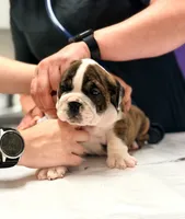 Java, a female English Bulldog for sale in Woodbridge, VA – 2 of 5