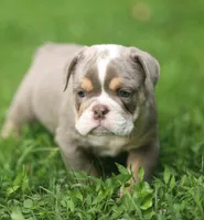 Lanister, a male English Bulldog for sale in Woodbridge, VA – 2 of 7