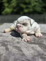 Kobe, a male English Bulldog for sale in Woodbridge, VA – 4 of 4