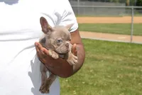 Honey bun, a female French Bulldog for sale in Woodbridge, VA – 5 of 9