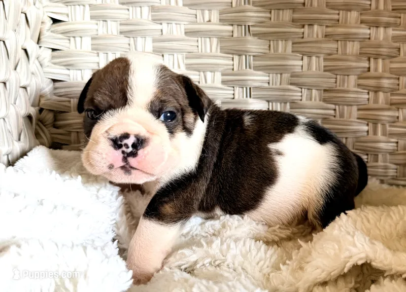Rumble – English Bulldog puppy for sale in Woodbridge, VA