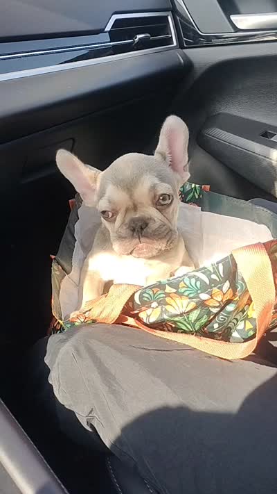 Mavis , a female French Bulldog for sale in Woodbridge, VA – 3 of 3