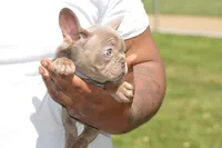Honey bun, a female French Bulldog for sale in Woodbridge, VA – 2 of 9