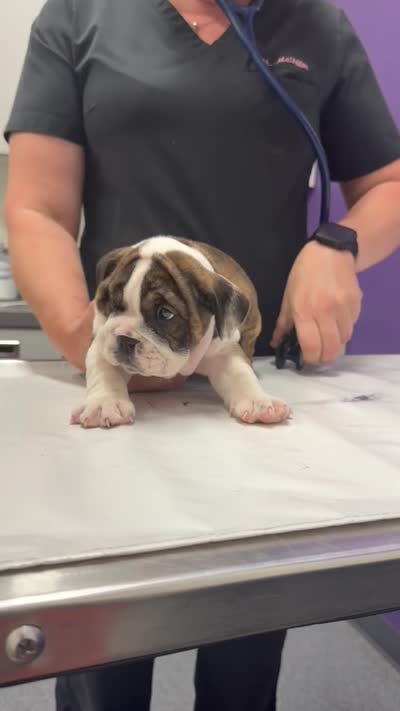Java, a female English Bulldog for sale in Woodbridge, VA – 5 of 5