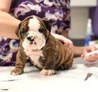 Moochi, a female English Bulldog for sale in Woodbridge, VA – 3 of 4