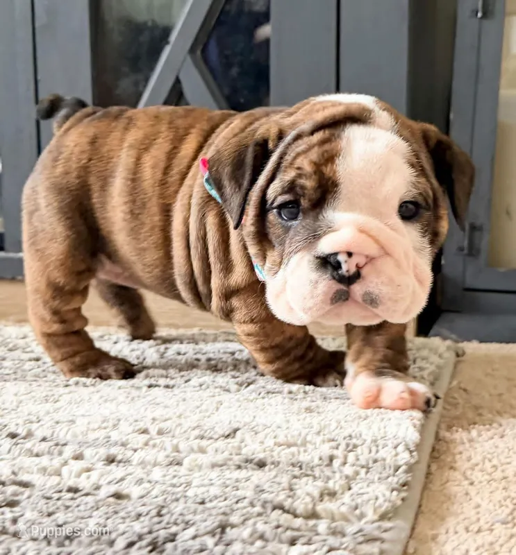 Moochi – English Bulldog puppy for sale in Woodbridge, VA
