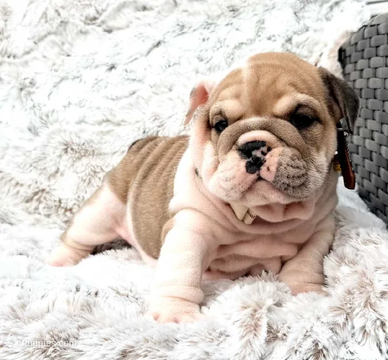Sansa  – English Bulldog puppy for sale in Woodbridge, VA
