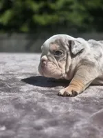 Bucki, a female English Bulldog for sale in Woodbridge, VA – 3 of 3