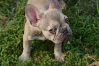 Mavis , a female French Bulldog for sale in Woodbridge, VA – 4 of 5