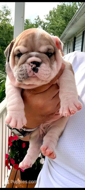 Sansa  – English Bulldog puppy for sale in Woodbridge, VA