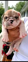 Sansa , a female English Bulldog for sale in Woodbridge, VA – 1 of 1