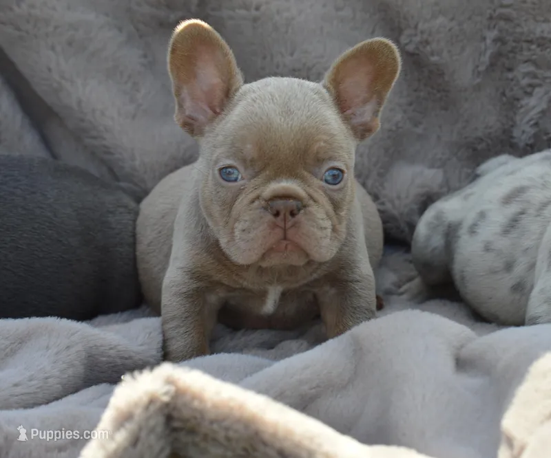 Honey bun – French Bulldog puppy for sale in Woodbridge, VA