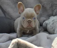 Honey bun, a female French Bulldog for sale in Woodbridge, VA – 1 of 9