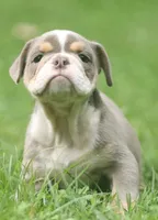 Lanister, a male English Bulldog for sale in Woodbridge, VA – 7 of 7