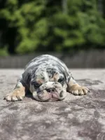 Wemby, a male English Bulldog for sale in Woodbridge, VA – 7 of 8