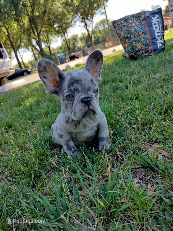 Royal – French Bulldog puppy for sale in Woodbridge, VA