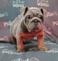 Juice, a male English Bulldog for sale in Woodbridge, VA – 4 of 6