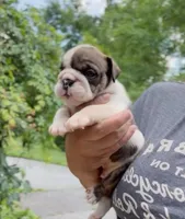 Rumble, a male English Bulldog for sale in Woodbridge, VA – 2 of 3